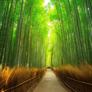 観察編 Giantess Oral Fetish Video